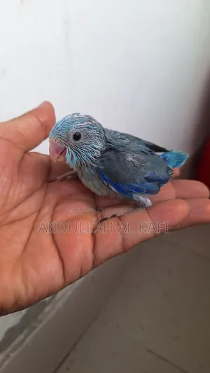 ফরপুর টেম সাইজ বেবি