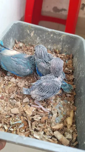 ফরপুর টেম সাইজ বেবি