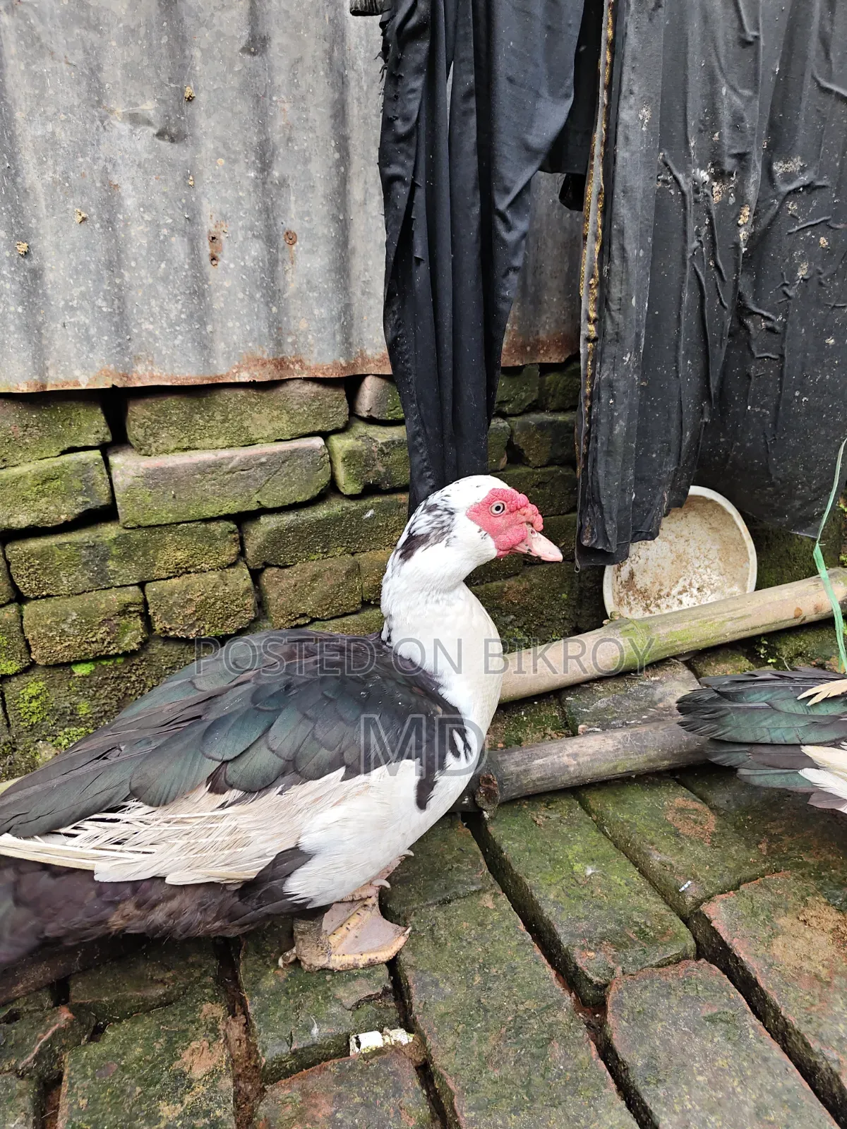 চিনা হাঁস Muscovy Duck