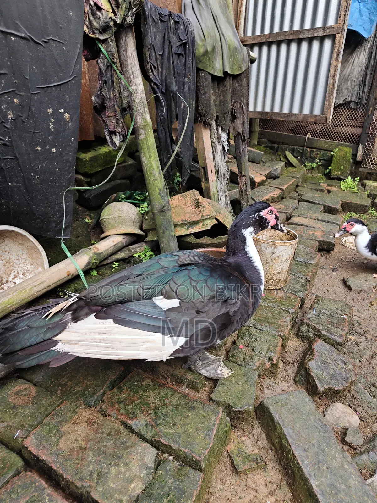 চিনা হাঁস Muscovy Duck
