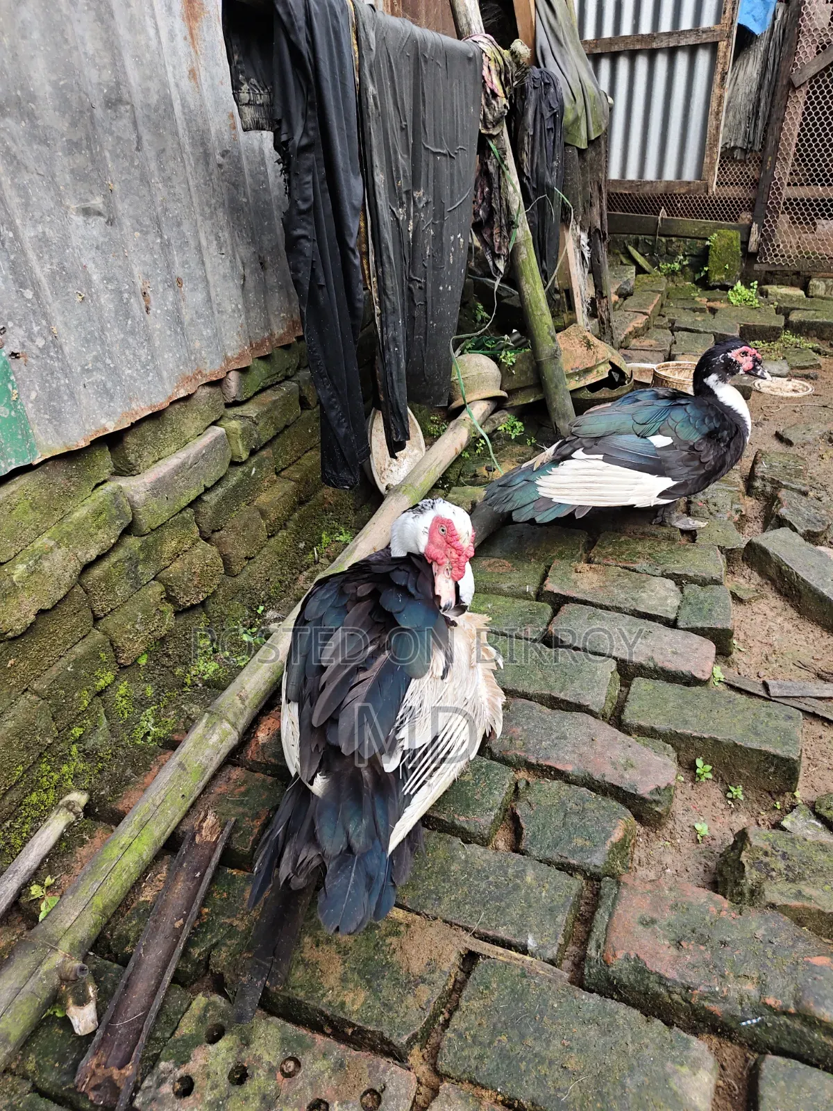 চিনা হাঁস Muscovy Duck