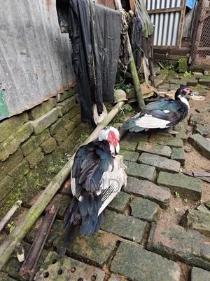 চিনা হাঁস Muscovy Duck