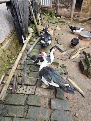 চিনা হাঁস Muscovy Duck