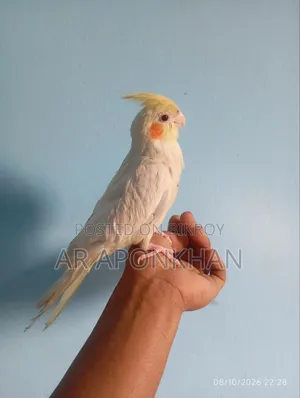 বেবি কোকাটেল