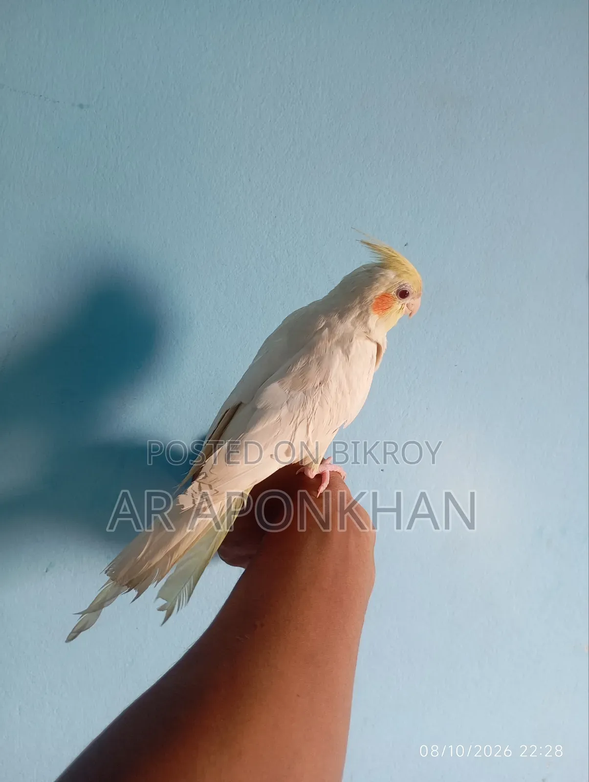 বেবি কোকাটেল