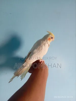 বেবি কোকাটেল