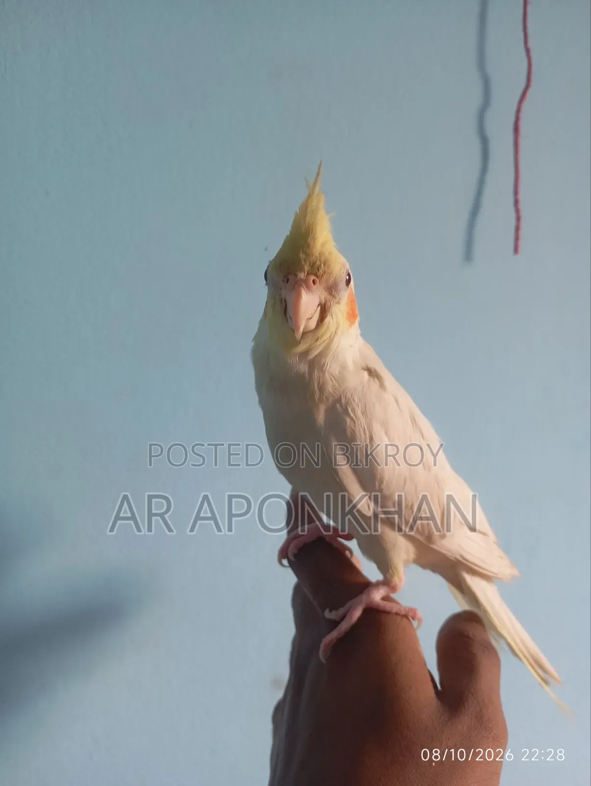 বেবি কোকাটেল