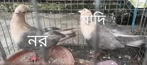 Chuachandan Pigeon
