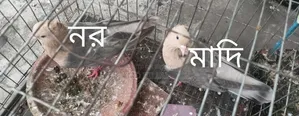 Chuachandan Pigeon