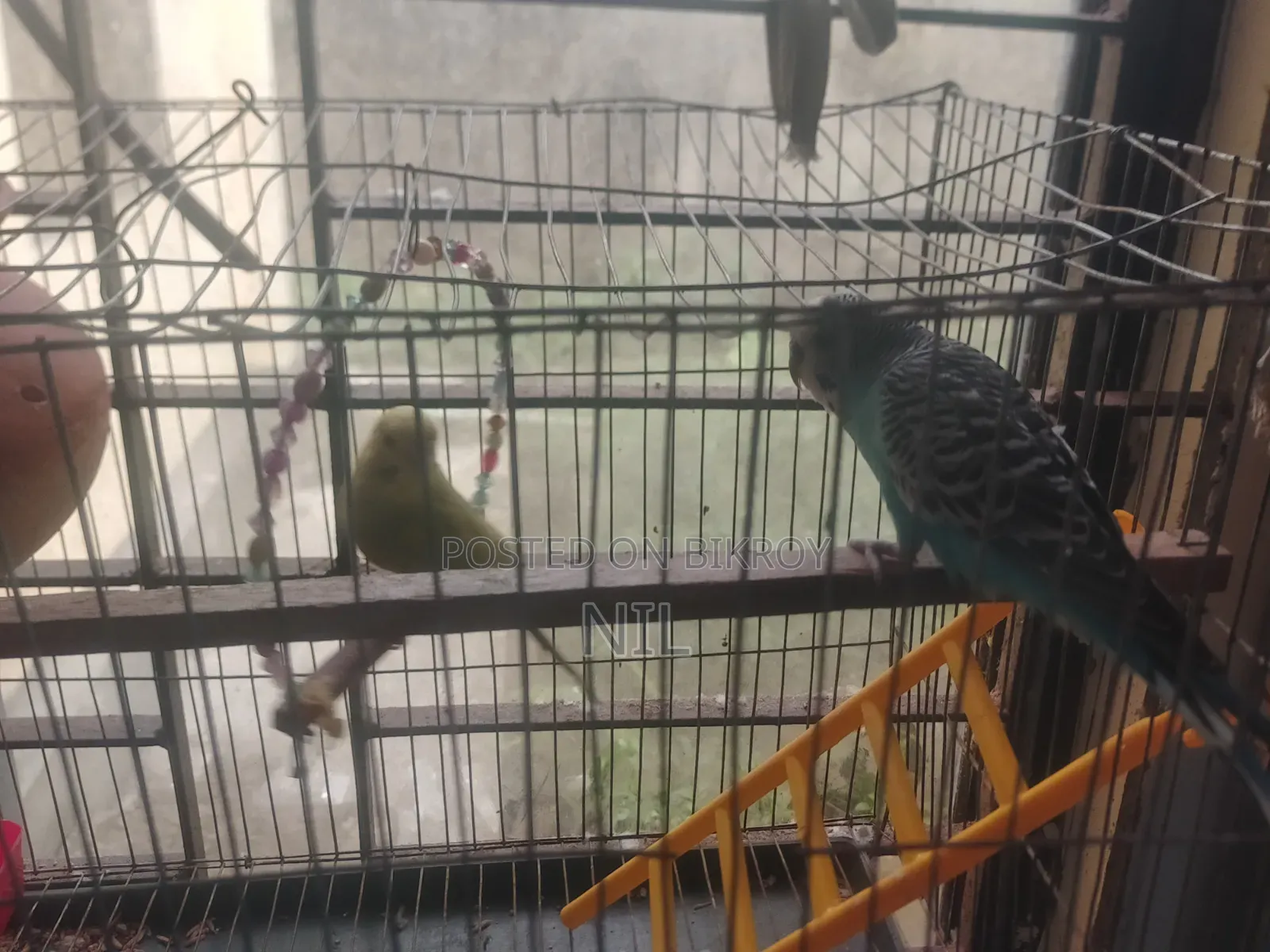 খাঁচা সহ একজোড়া বাজরিকা পাখি বিক্রি
