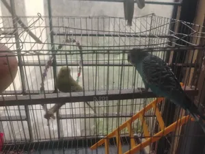 খাঁচা সহ একজোড়া বাজরিকা পাখি বিক্রি