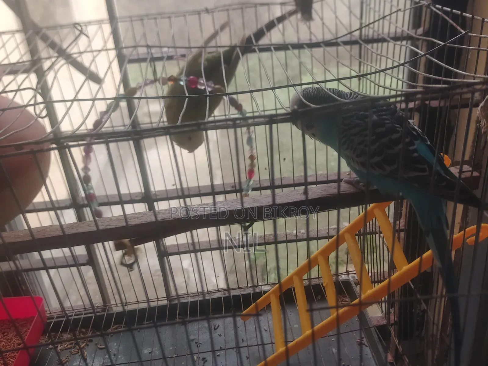 খাঁচা সহ একজোড়া বাজরিকা পাখি বিক্রি