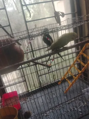 খাঁচা সহ একজোড়া বাজরিকা পাখি বিক্রি