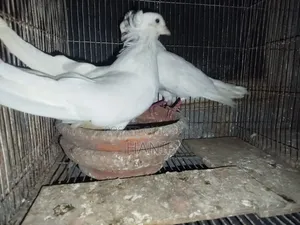 Big Size Pigeon