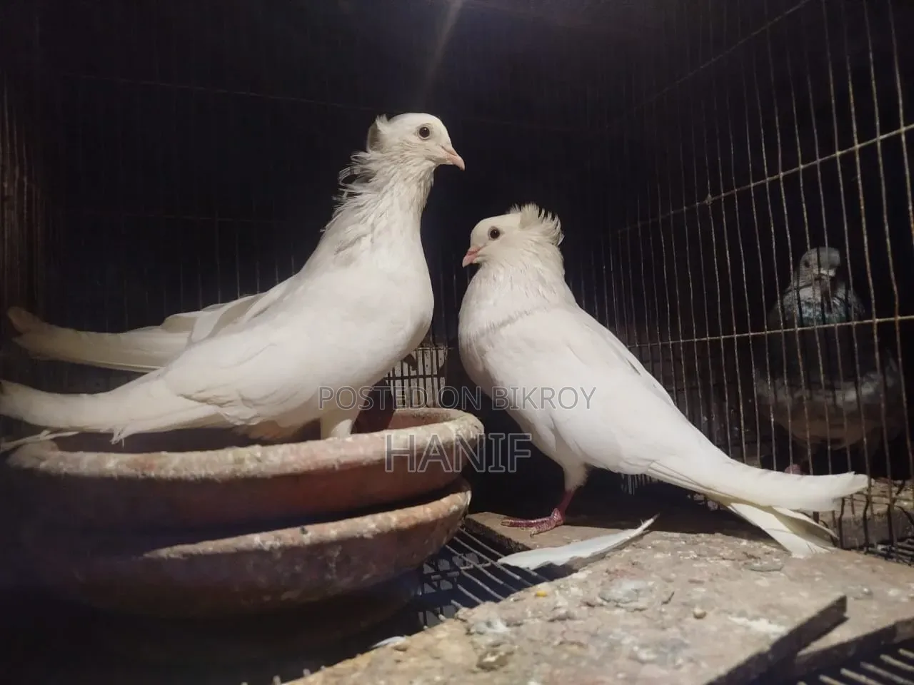 Big Size Pigeon