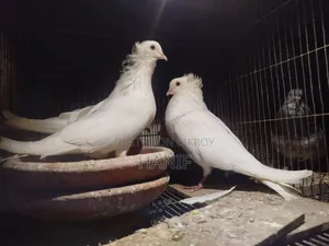 Big Size Pigeon