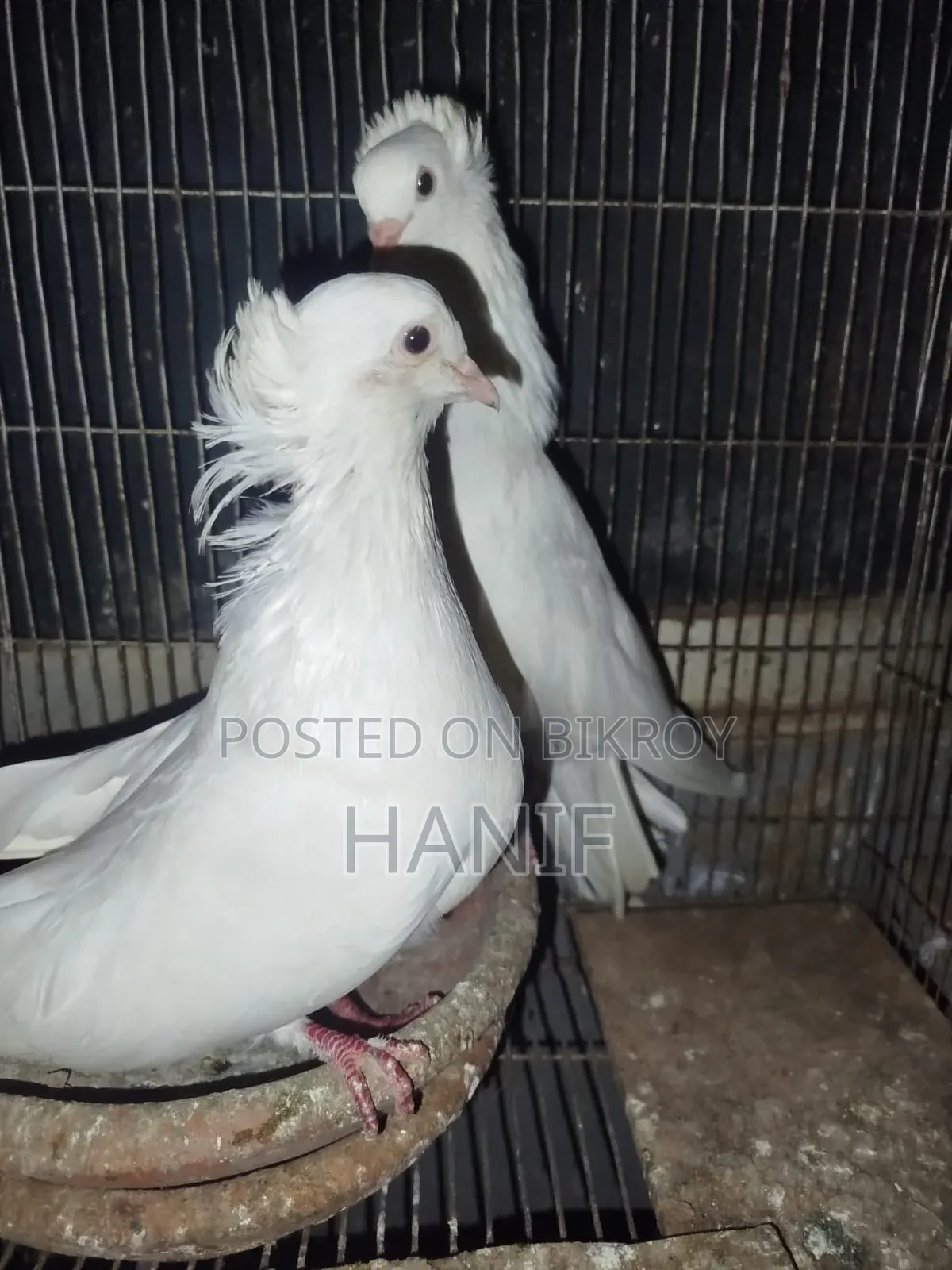 Big Size Pigeon