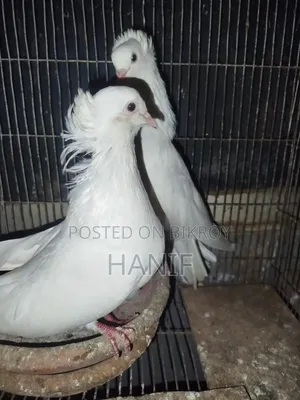 Big Size Pigeon