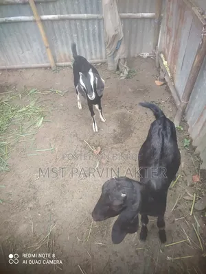 দুই টা খাসি ছাগল বিক্রি করা হবে বয়স ৮মাস