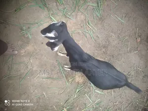 দুই টা খাসি ছাগল বিক্রি করা হবে বয়স ৮মাস