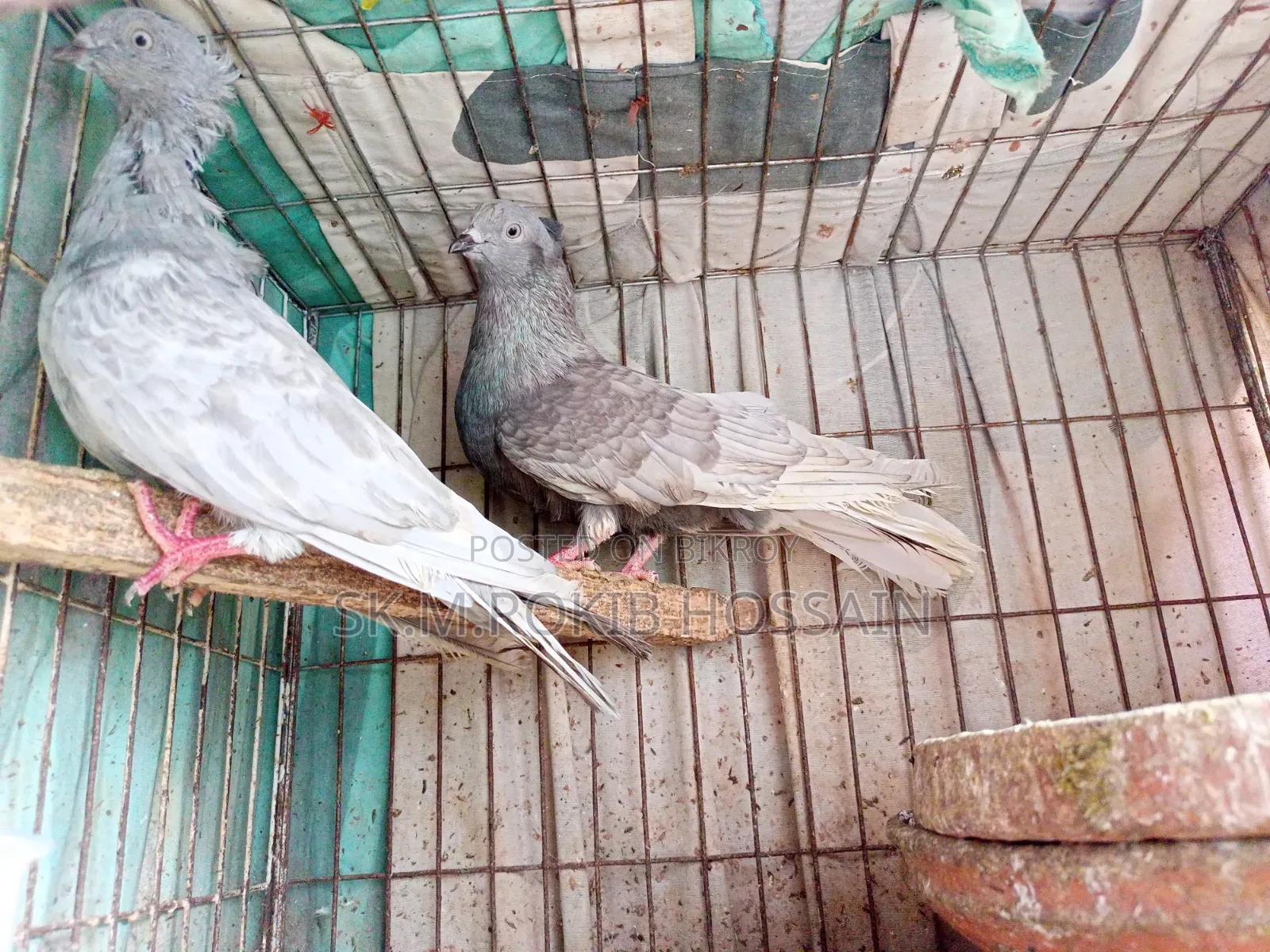 চুইঠাল খাকি মুসালদম