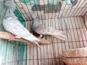 চুইঠাল খাকি মুসালদম