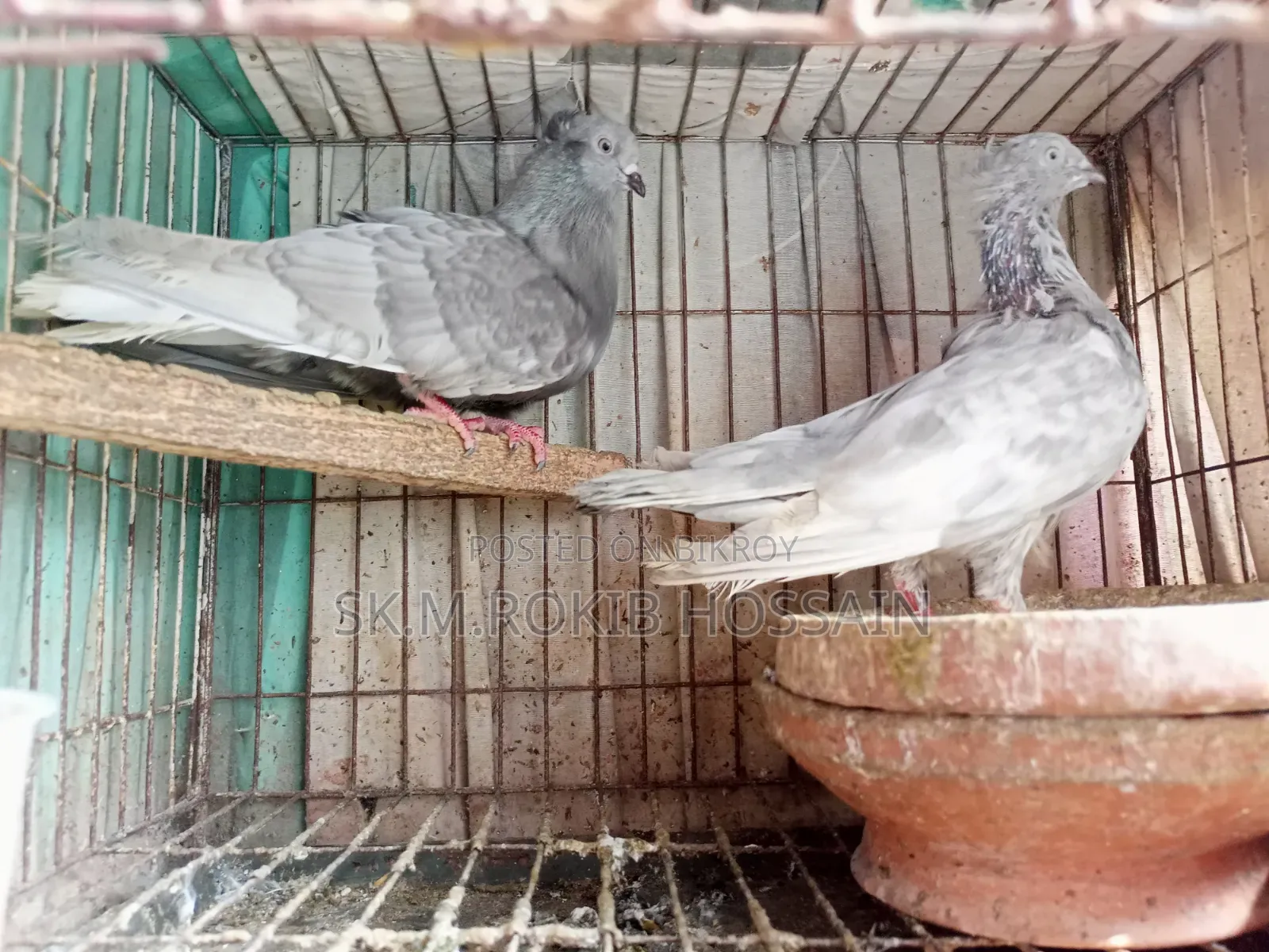 চুইঠাল খাকি মুসালদম