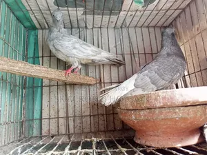 চুইঠাল খাকি মুসালদম
