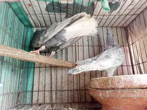 চুইঠাল খাকি মুসালদম