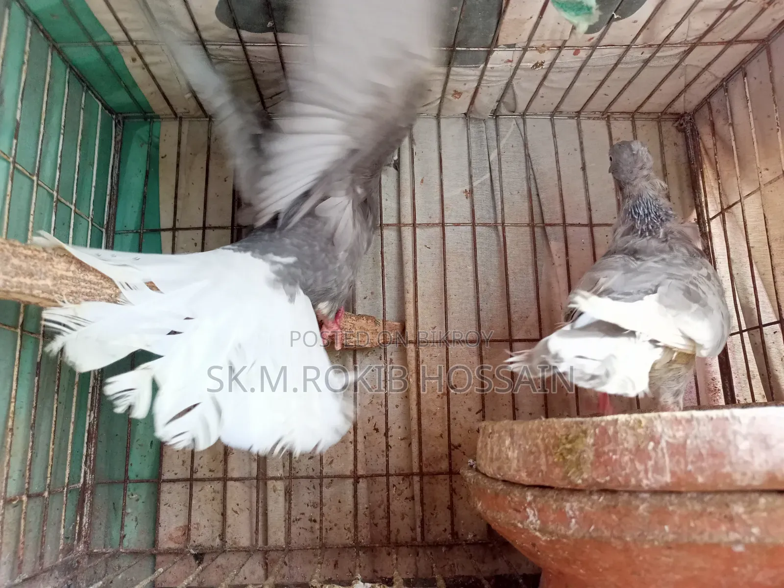 চুইঠাল খাকি মুসালদম