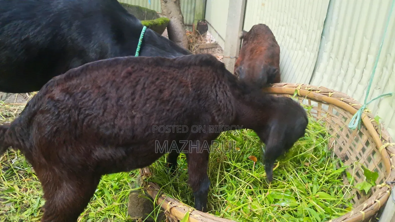 Goat Cagol ছাগল ৩ টা