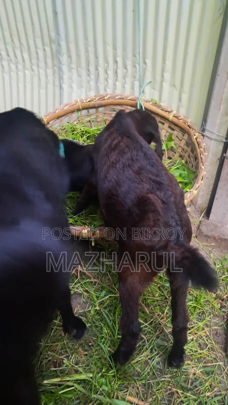 Goat Cagol ছাগল ৩ টা