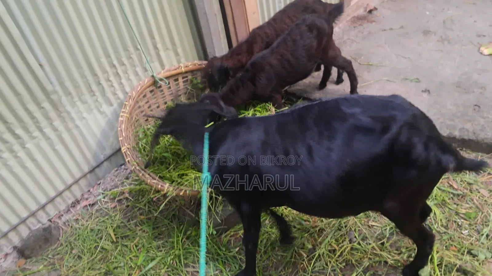 Goat Cagol ছাগল ৩ টা