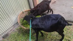 Goat Cagol ছাগল ৩ টা