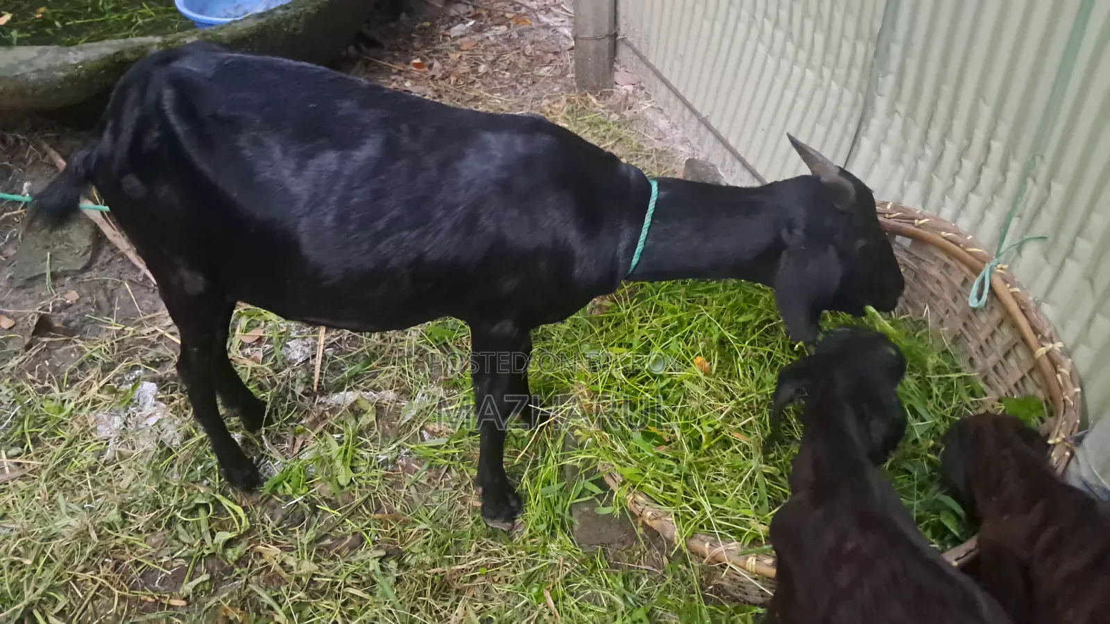 Goat Cagol ছাগল ৩ টা