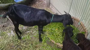 Goat Cagol ছাগল ৩ টা
