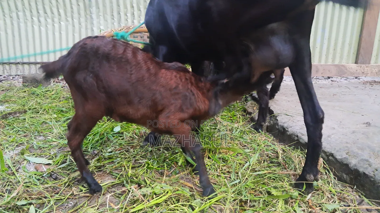 Goat Cagol ছাগল ৩ টা