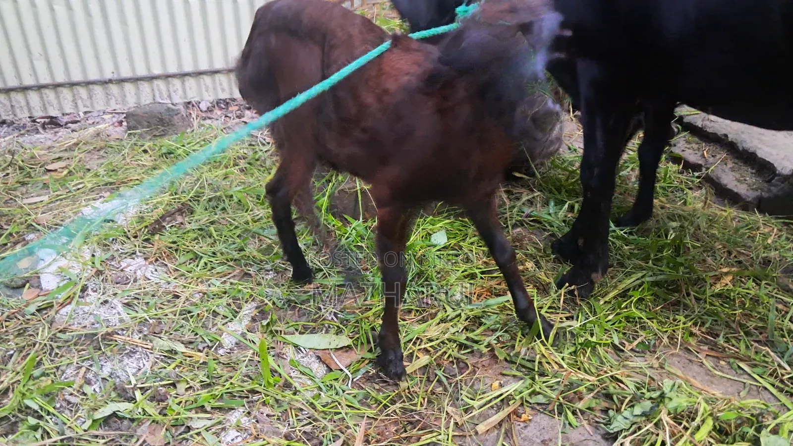 Goat Cagol ছাগল ৩ টা