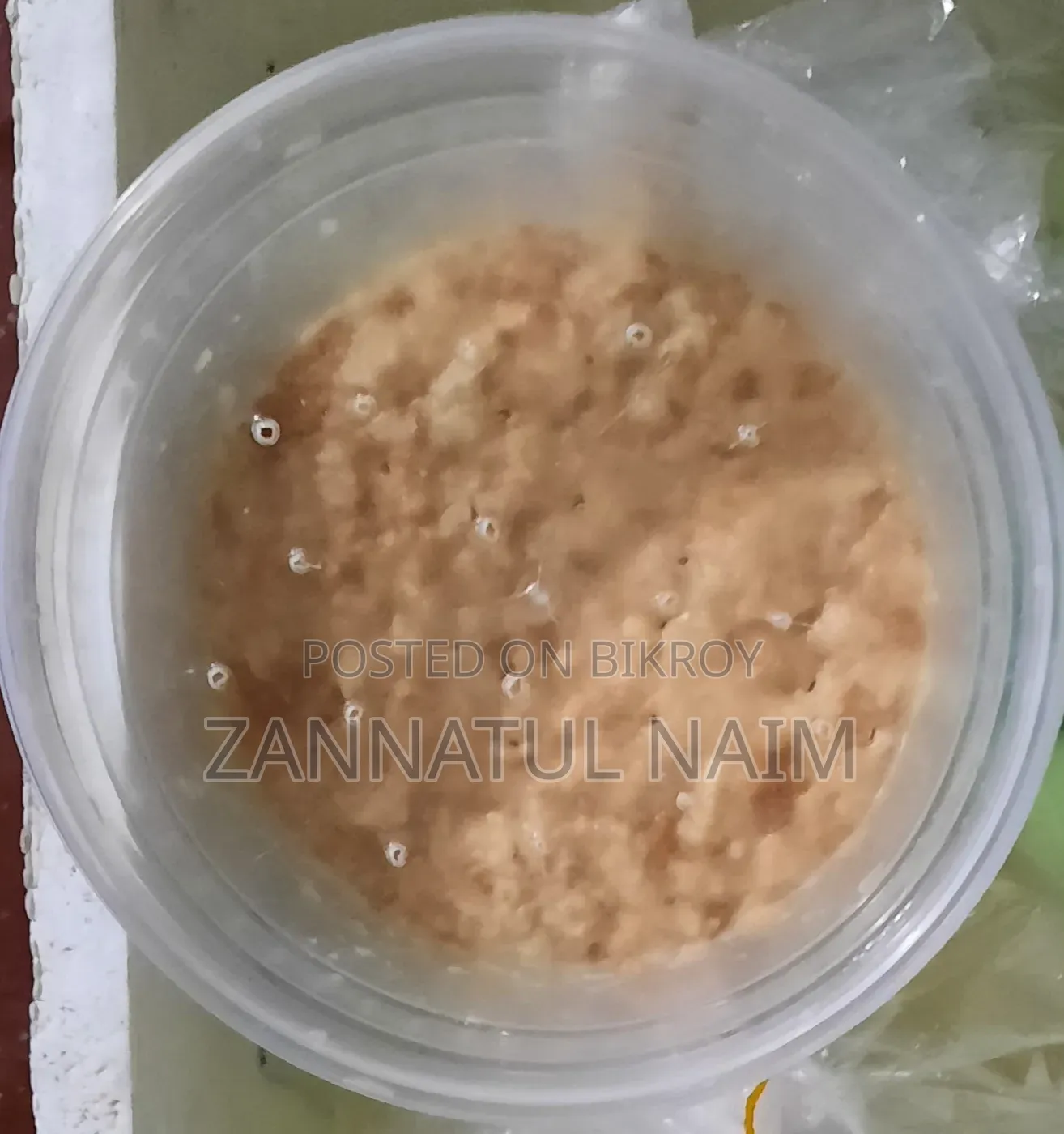 Micro Worm Best Live Food for Fish