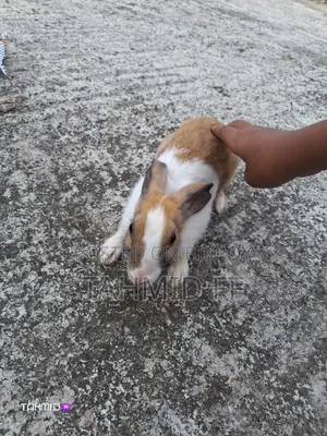 Male Rabbit Age 5 Months