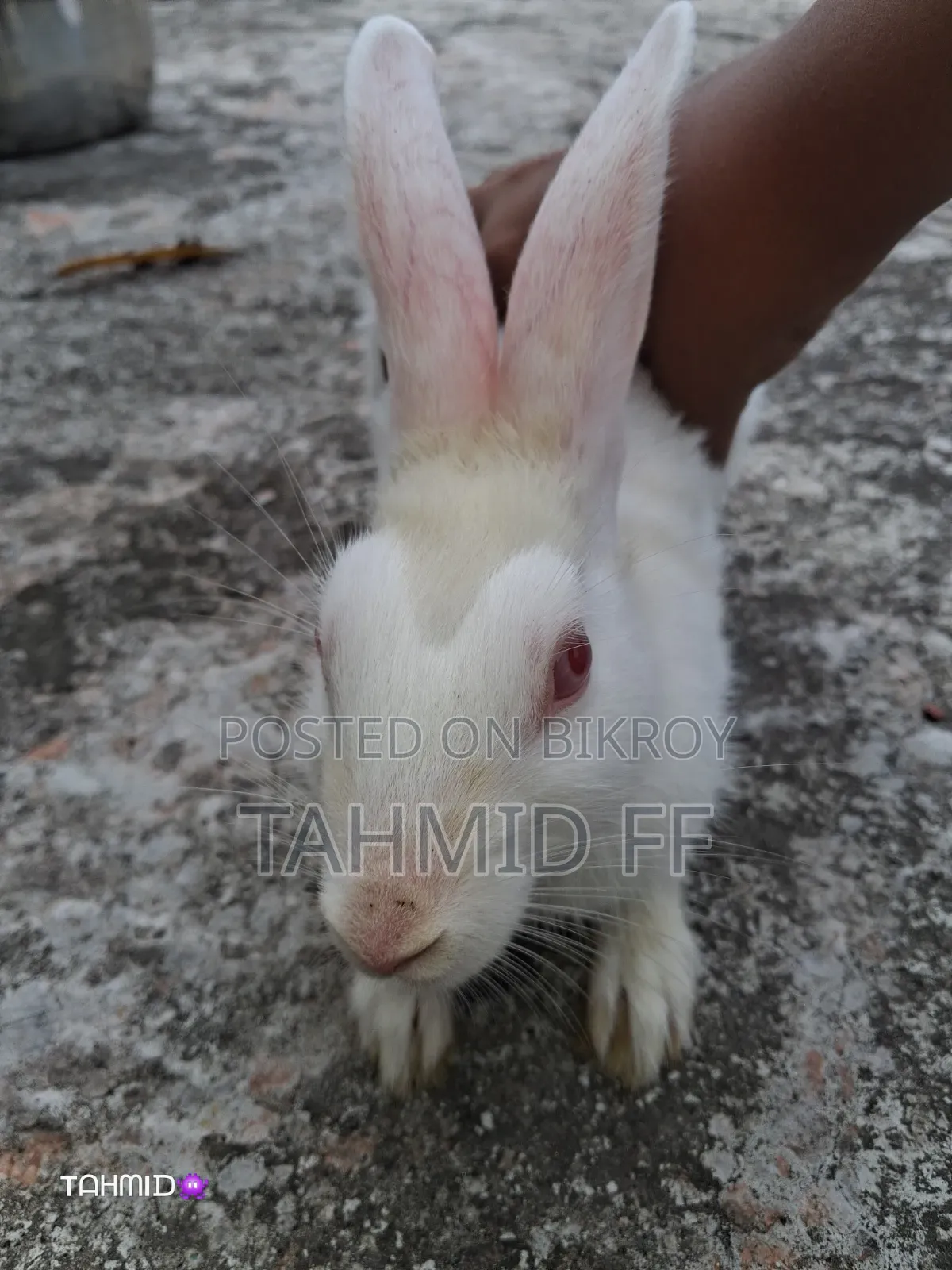 Male Rabbit Age 5 Months