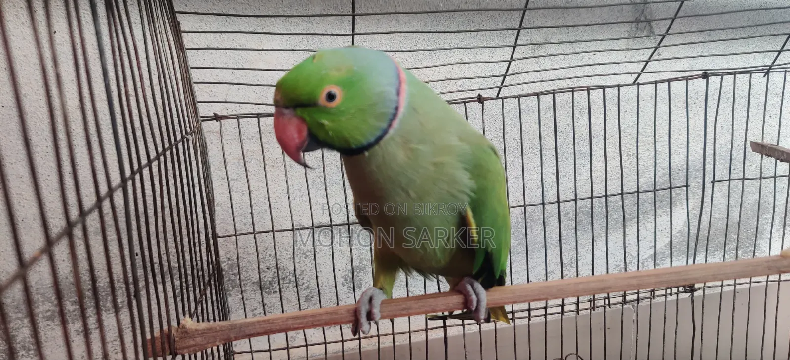 পুরুষ তোতা পাখি