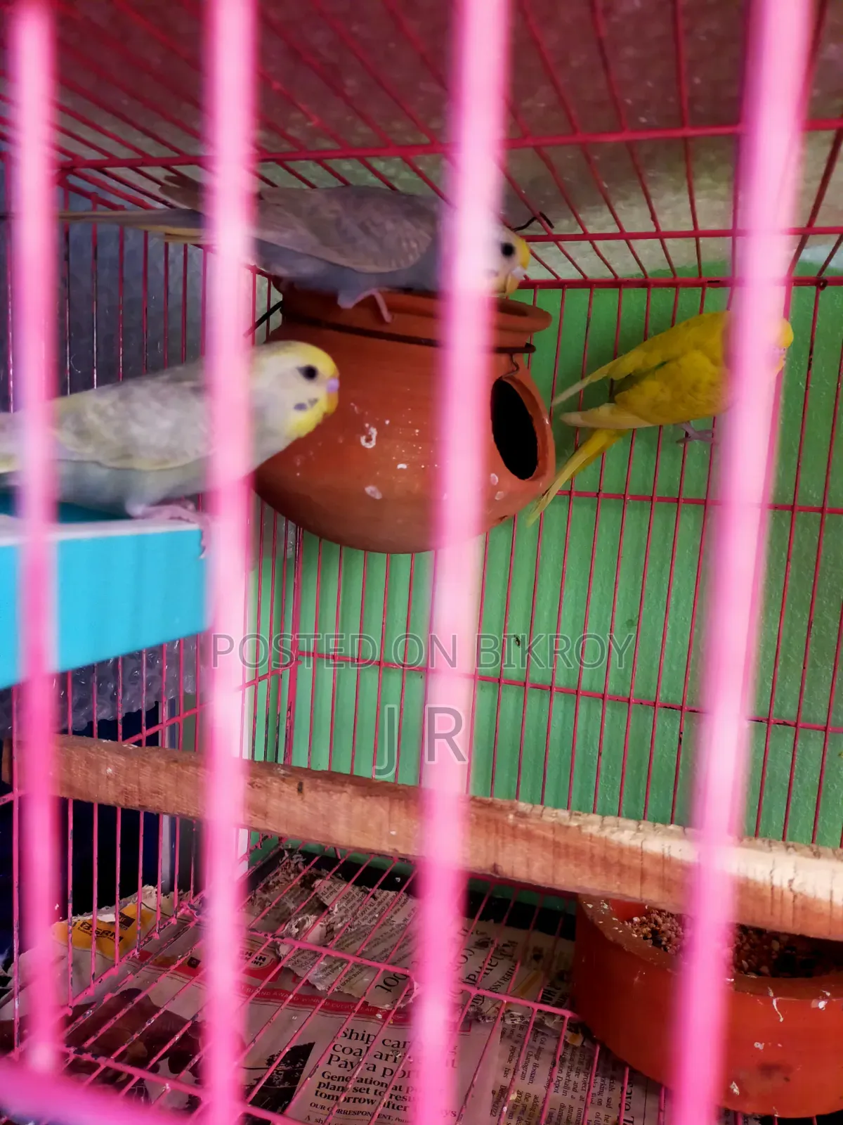 রেনবো বাজিকর পাখি