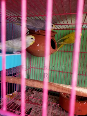 রেনবো বাজিকর পাখি