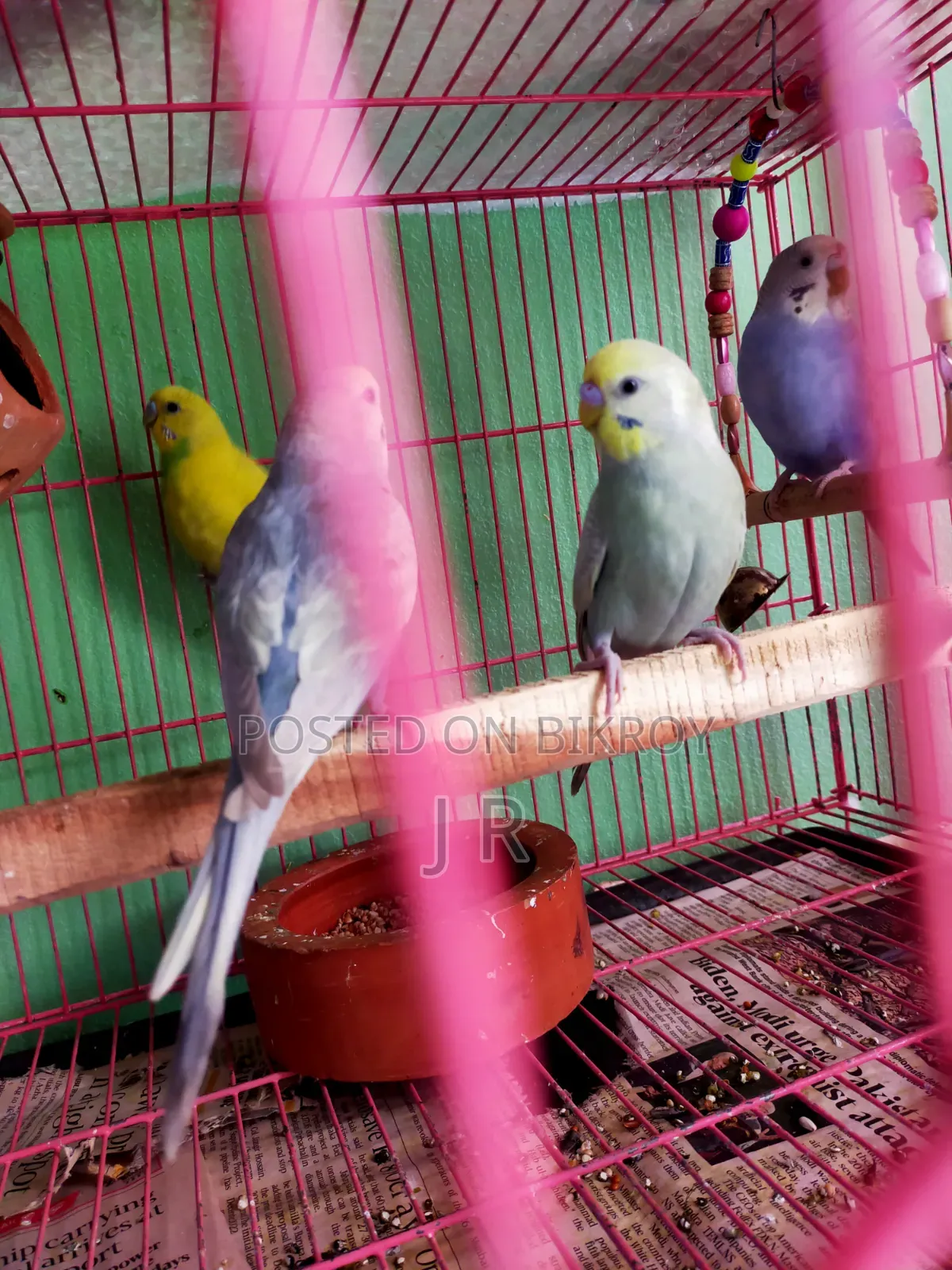 রেনবো বাজিকর পাখি