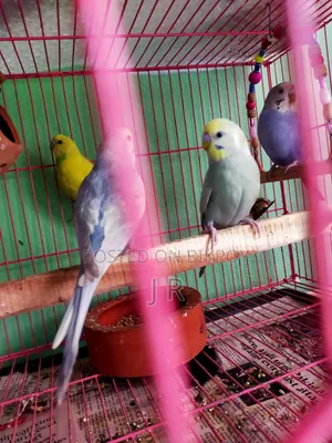 রেনবো বাজিকর পাখি