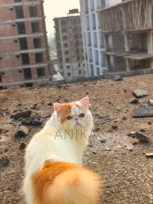 ৬-১২ মাস বয়সী নর খাঁটি জাতের এক্সোটিক