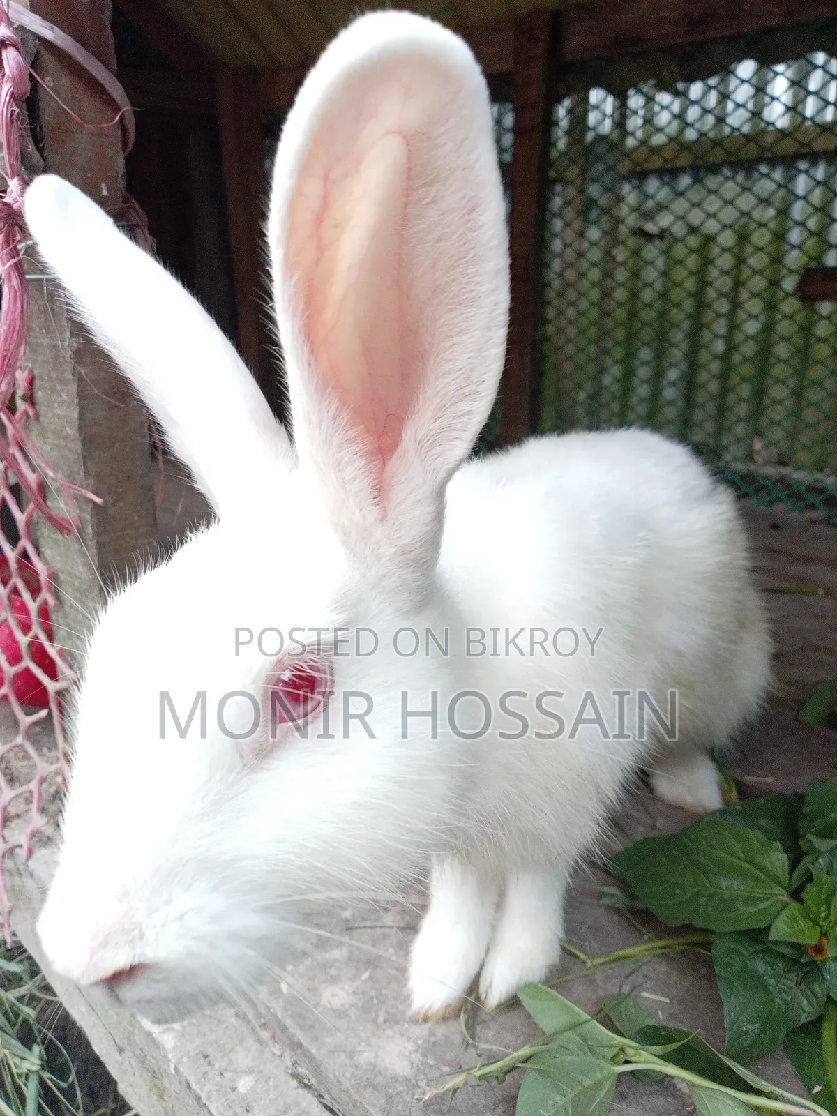 Pet Rabbit