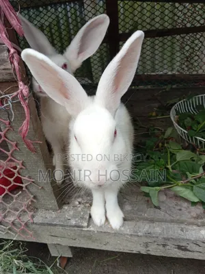 Pet Rabbit