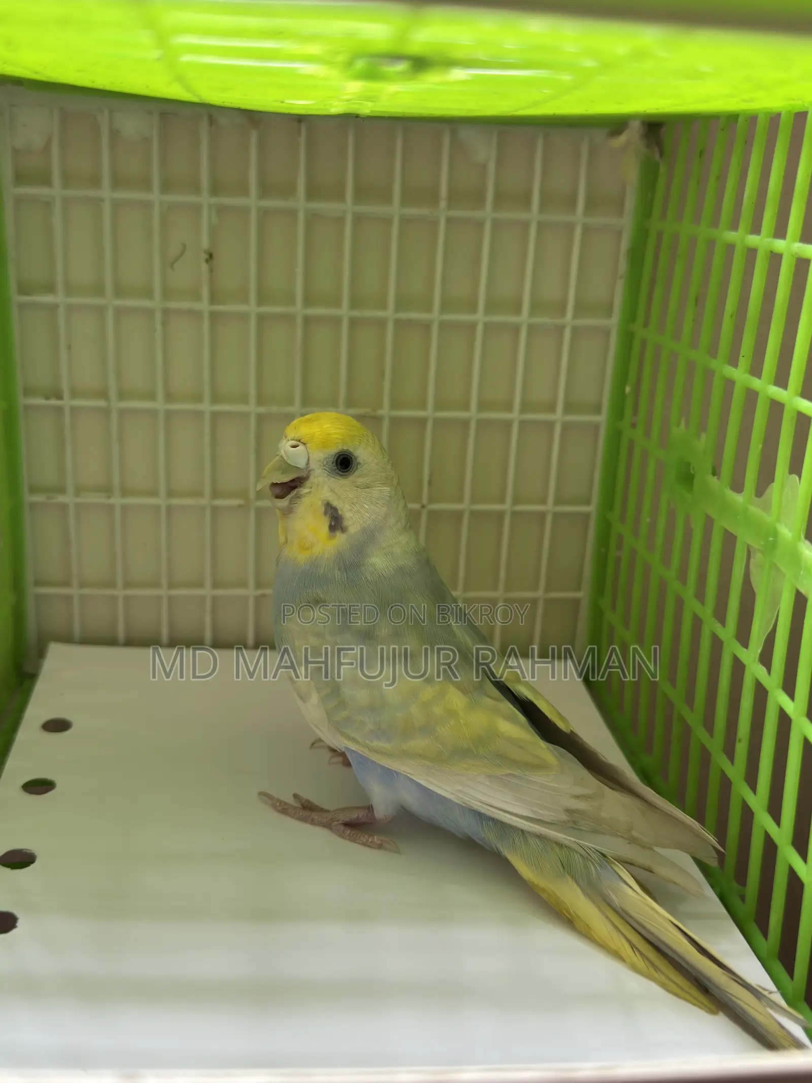 Rainbow Female Bazigar (Dilute)